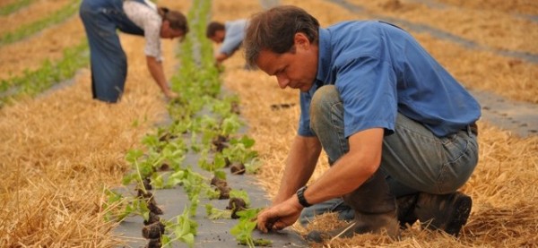 Planting Strawberries