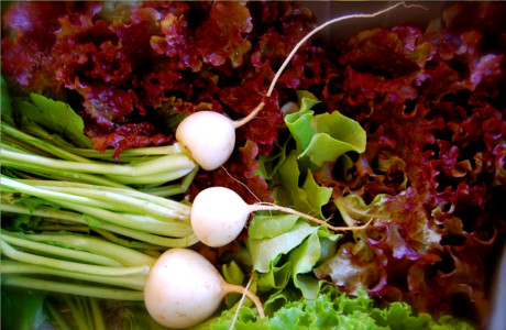Luttuce and Radishes
